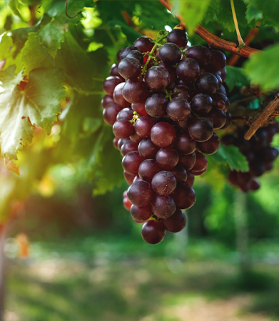 Gallary-Table Grapes-primerfarms