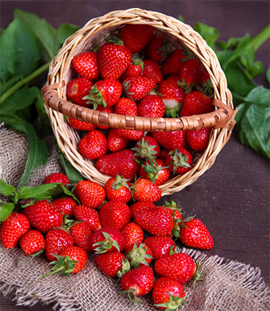 Gallary-Strawberry-primerfarms