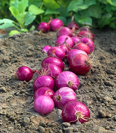 Gallary-Onion-primerfarms