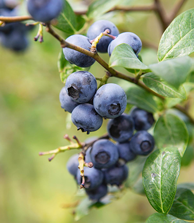 Gallary-Blueberry-primerfarms