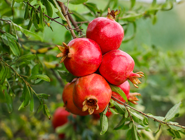 Gallary-Pomegranate-primerfarms