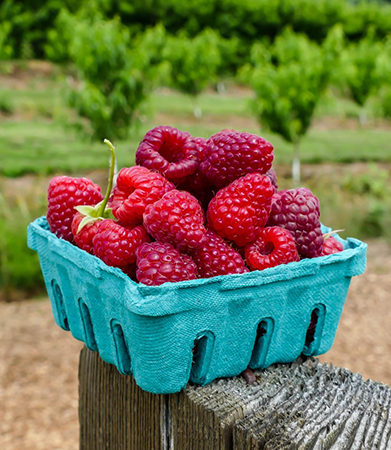 Gallary-Raspberry-primerfarms