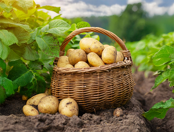 Gallary-Potatoes-primerfarms