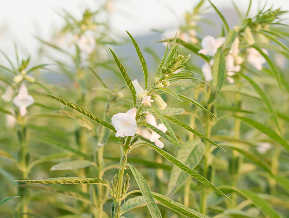 Gallary-Sesame-primerfarms