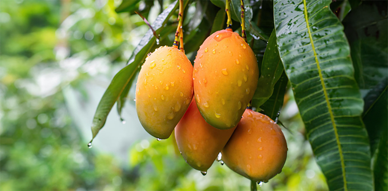 mango