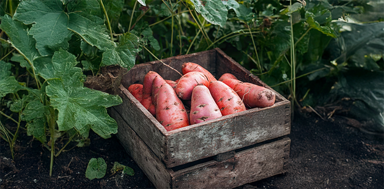 sweet-potatos
